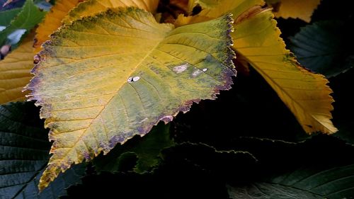 Close-up of maple leaf during autumn