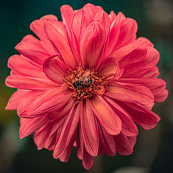 Close-up of pink flower