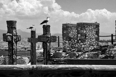 Seagulls perching on crosses at old ruins