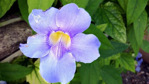 Close-up of purple flower blooming outdoors
