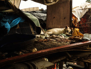 A cat sleeping in a dump