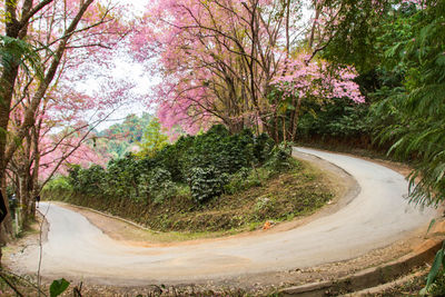 Road amidst trees and plants