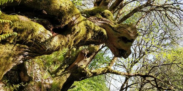 Low angle view of tree in forest