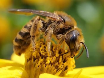 Close-up of bee pollinating on yellow flower