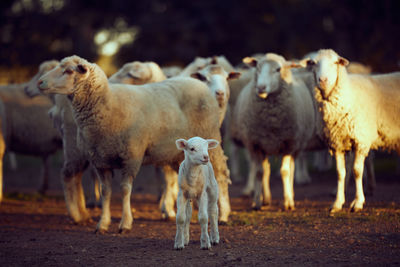 Sheep standing in a field