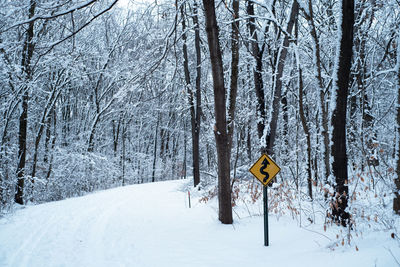 Snow covered land and trees in forest