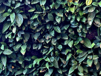 Full frame shot of leaves