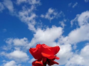 Low angle view of red flower against sky