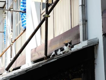 Low angle view of a cat looking through window