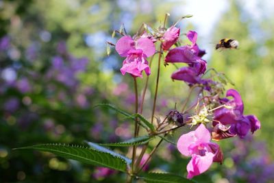 Close-up of insect on pink flowers