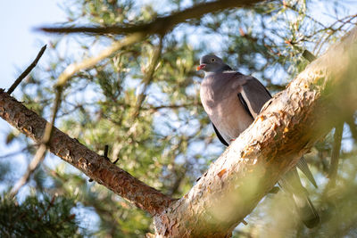 Low angle view of bird perching on tree