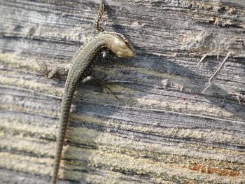 Close-up of insect on wood