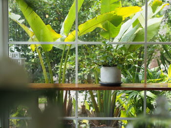Close-up of potted plants in greenhouse