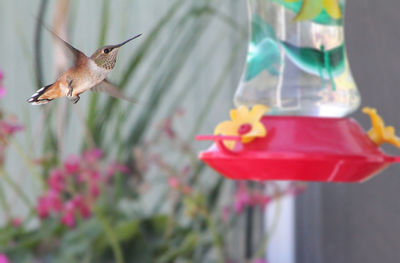 Close-up of bird flying