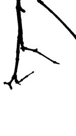 Low angle view of tree against sky