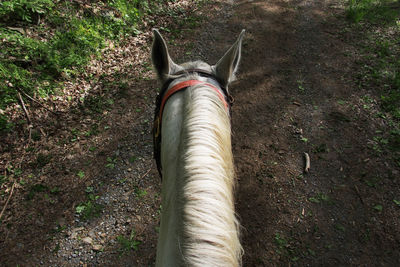 Close-up of grass