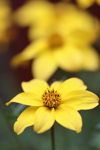 Close-up of yellow flowering plant