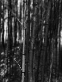 Close-up of bamboo tree trunk in forest