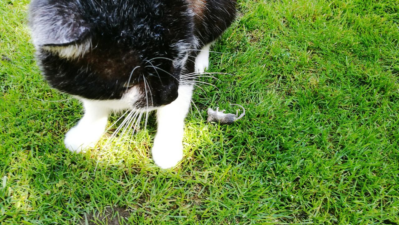 Katze und Maus tote Maus