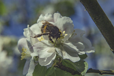 Close-up of bee on flower