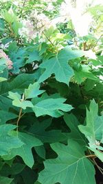 High angle view of leaf on field