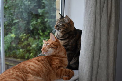 Close-up of a cat looking away