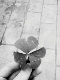 Close-up of hand holding leaf