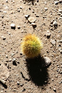 Close-up of cactus on field