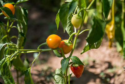 Close-up of fruit growing on tree