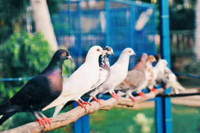 Close-up of birds perching on railing