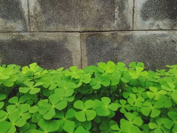 High angle view of plants on wall