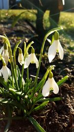 Close-up of white flowering plant on field