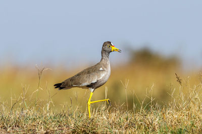 Colorful african wattled lapwing walking on the grass savannah