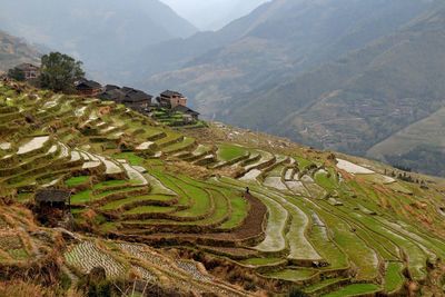 Scenic view of rice paddy