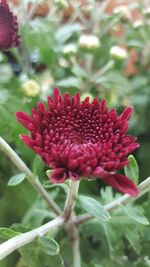 Close-up of red flowering plant