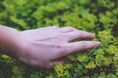 Close-up of hand holding plant