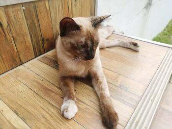 High angle view of a cat on wooden floor