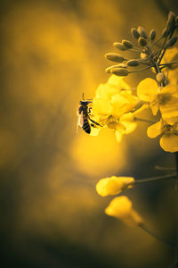 Close-up of insect on flower