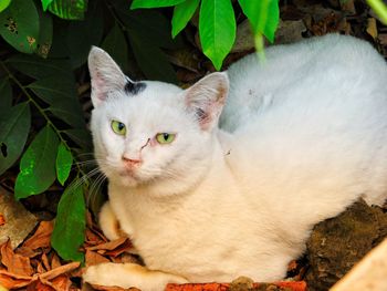 Close-up portrait of a cat