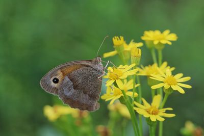 Close-up of butterfly pollinating on yellow flower