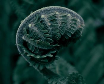 Close-up of fern