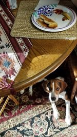 Portrait of dog relaxing on bed at home