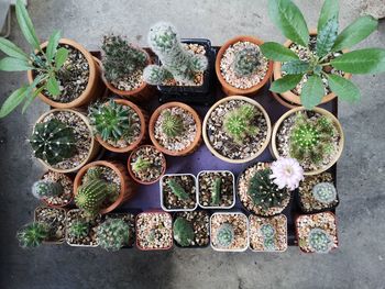 High angle view of potted plants