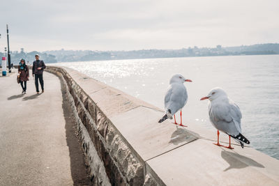 Seagulls perching on railing by sea against sky