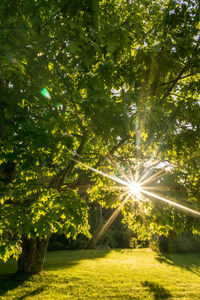 Trees in sunlight