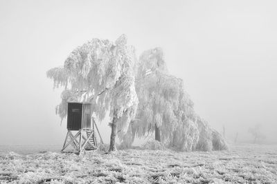 Trees on field against sky during winter