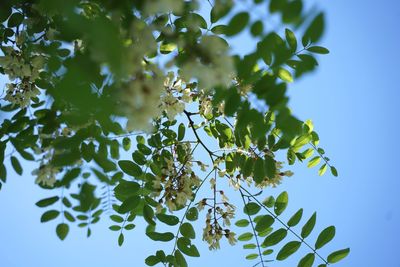 Low angle view of tree against sky