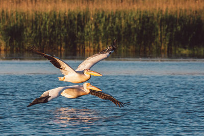 Seagull flying over lake