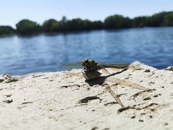 Close-up of insect on a lake