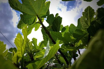 Low angle view of fresh green plants against sky